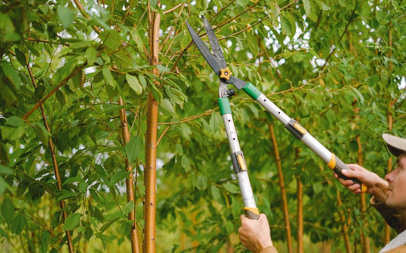 Tree trimming in Imboden, AR